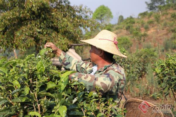 普洱市澜沧拉祜族自治县惠民镇的生态茶园今春的第一茬新芽