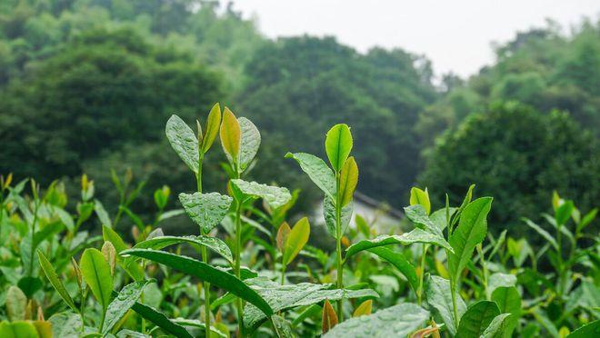 茶的世界里，有一种特殊的氛围，那就是禅意