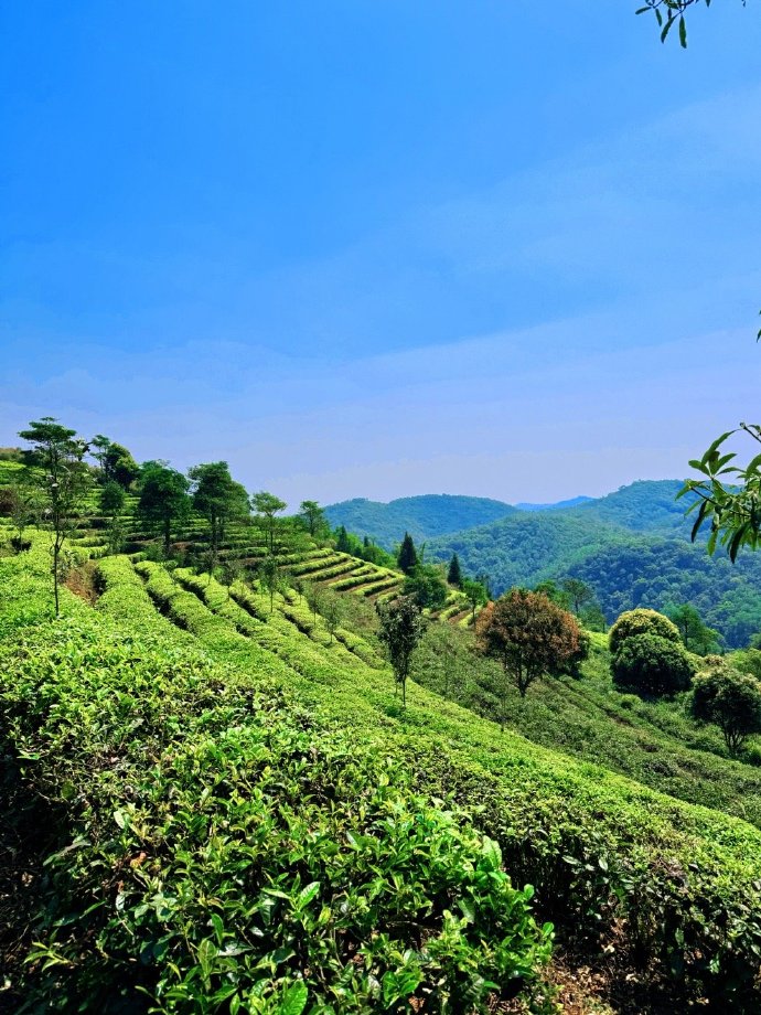 阳光透过叶缝，微风拂过茶园