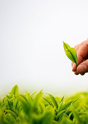 安化黑茶微生物对人体的益处