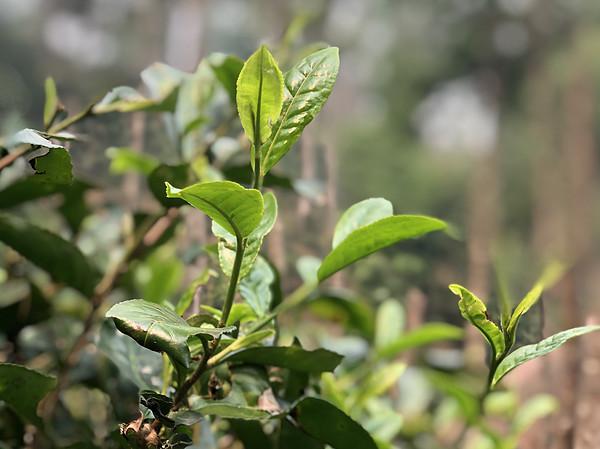 茶叶不加工没有香味，茶香从哪儿来的？