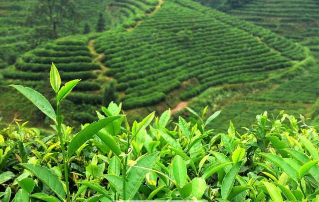 竹叶青茶，四川十大名茶，峨眉高山绿茶