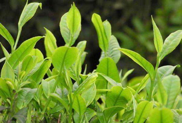 云南大叶种晒青茶，大叶种茶树是山茶科山茶