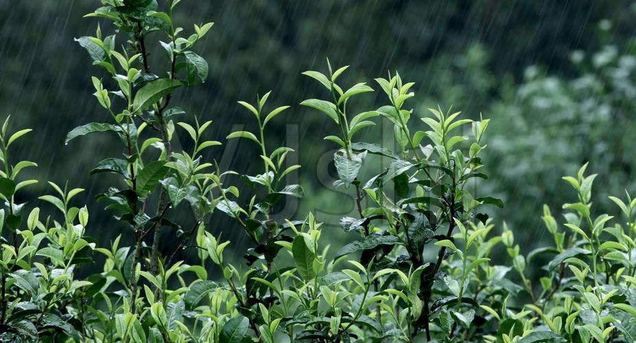 恩施玉露茶多少钱一斤，功效作用怎么样