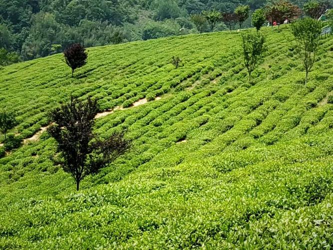 小青柑普洱茶的特殊功效是那些