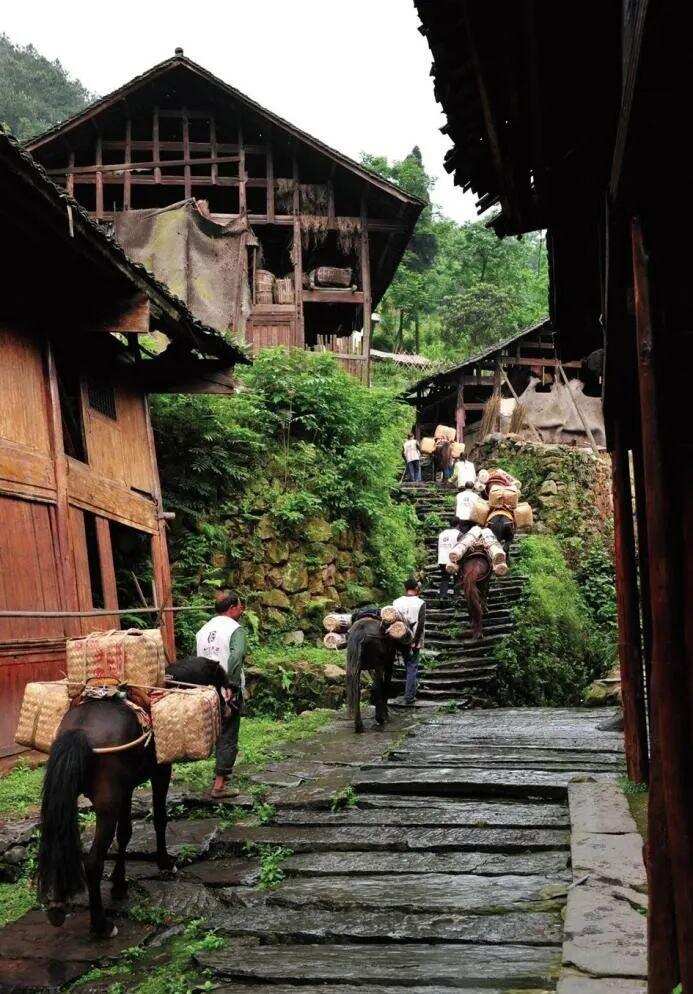 茶马古道：“万里茶路”的源起