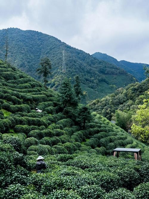 什么叫做 洗茶、醒茶、润茶