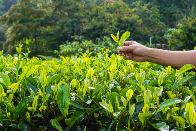 春天千万不要这样喝茶