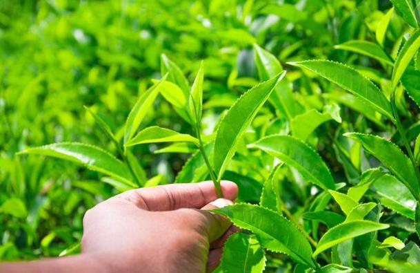 个人体质和健康状况选择茶的种类