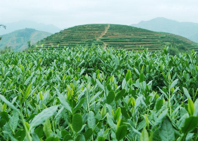 泡茶用水的那些门道与秘籍