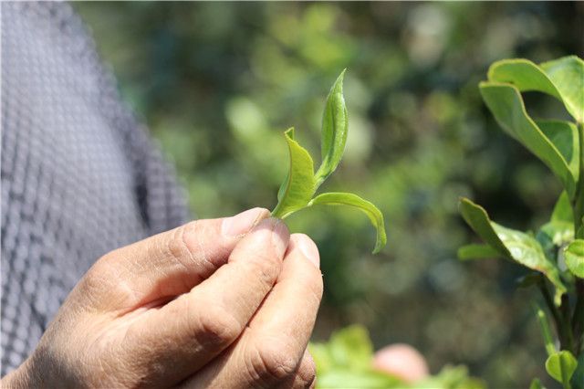 曼松茶的特点