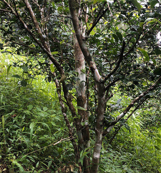 百花潭是易武原野香型带的代表