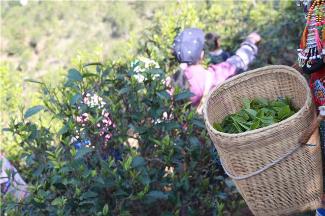 春茶一般无农药污染?