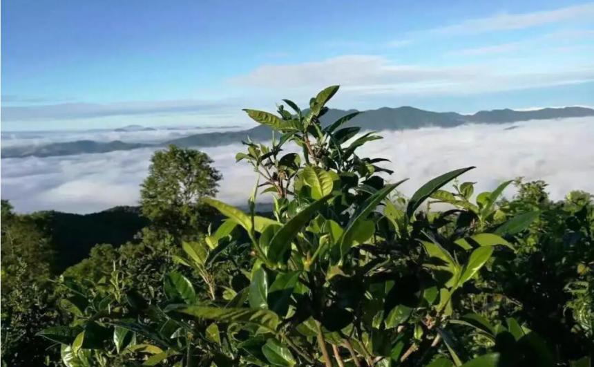 古六大茶山的特点有哪些