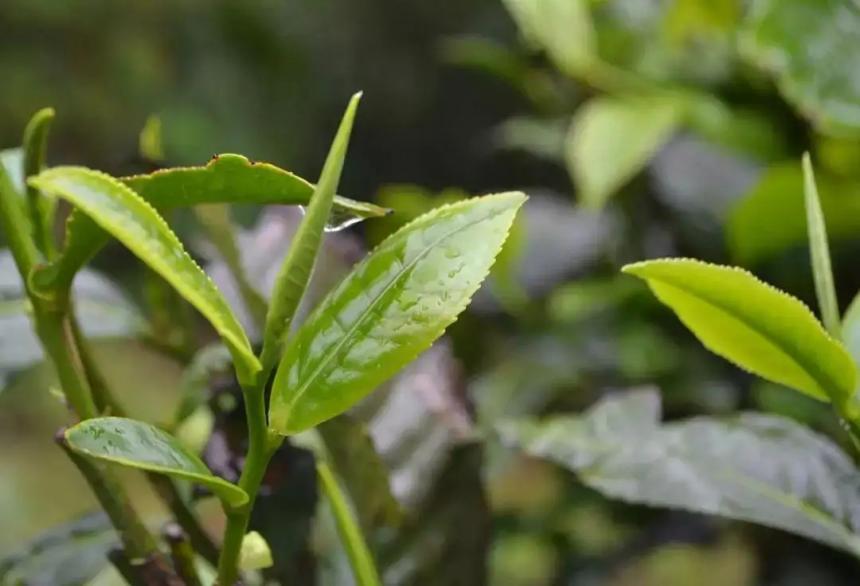 临沧茶区有哪些山头  人工栽培大茶树