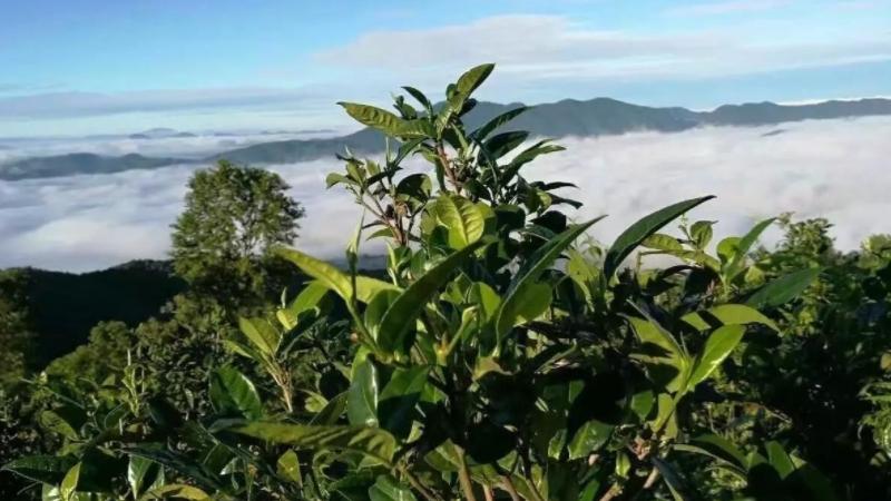 普洱茶的主要产区