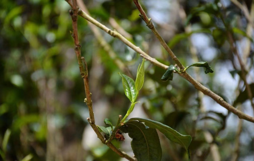 坝糯古树普洱茶品质特点