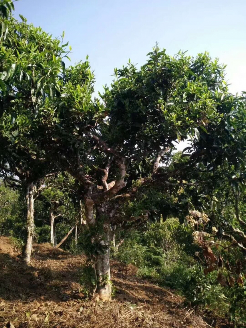 六大古茶山