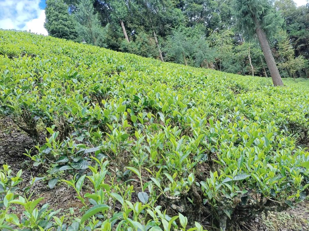 野生古树山茶叶价格1