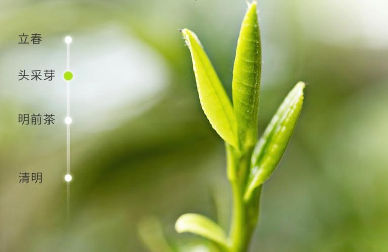 中国是世界上最早种植茶树和制作茶叶