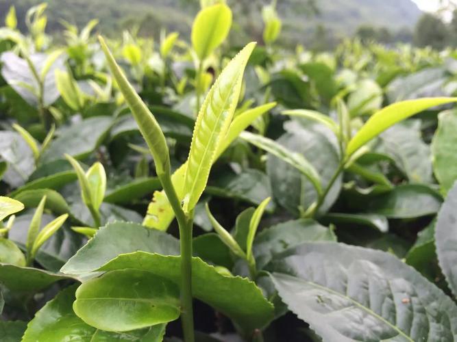 中国人就种茶、采茶、制茶和饮茶