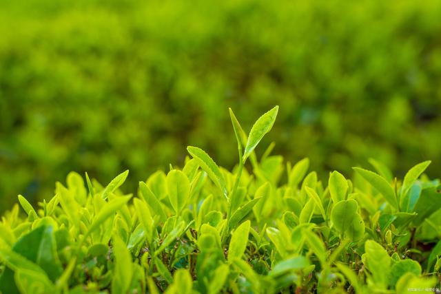 茶是世界上最古老的饮料