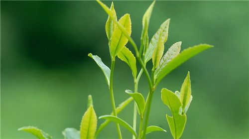 普洱生茶有它独特的香气