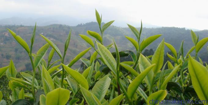 困鹿山是无量山的普洱茶