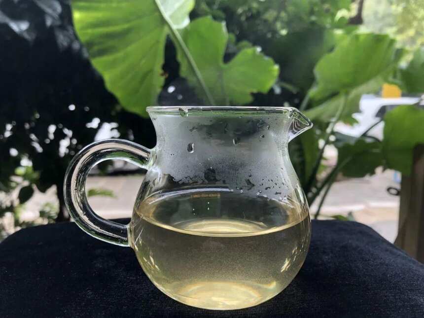 头春景迈古树茶