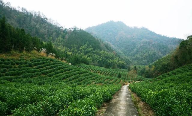 茶系列纪录片 茶：一片树叶的故事