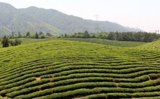 “西湖龙井”和“龙井”茶到底有什么区别