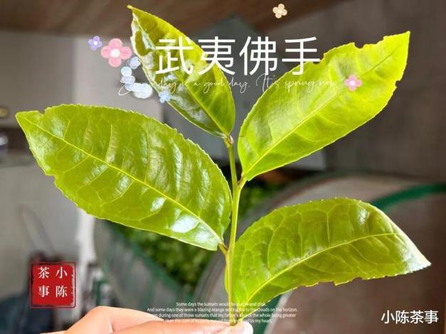 你不知道的茶叶的功效与作用