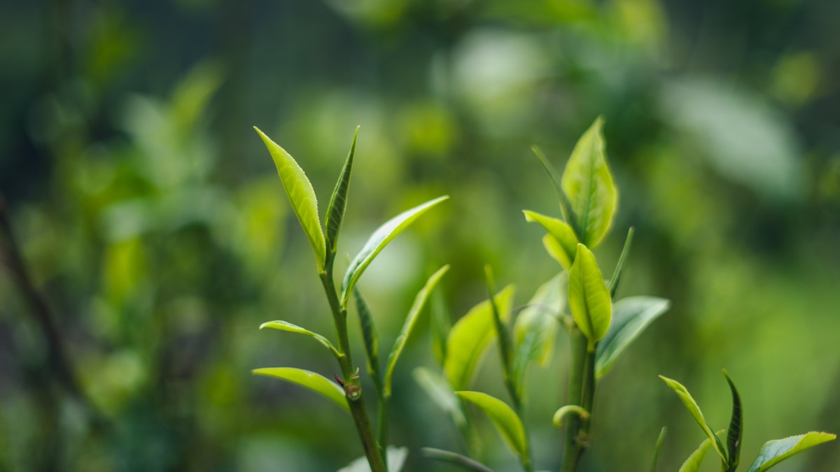 经常喝茶会遇到这8大好处