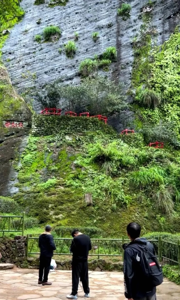 武夷山大红袍六棵母树，全球最贵的茶树和茶叶