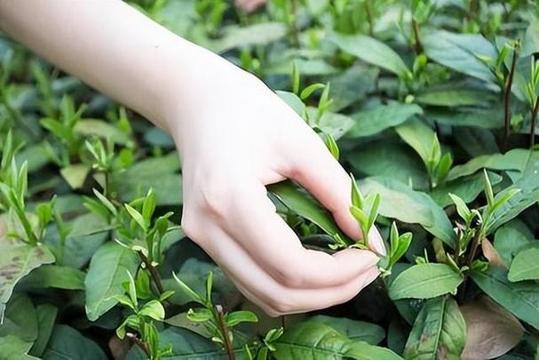 平常不喝茶的人如何找到适合自己的茶