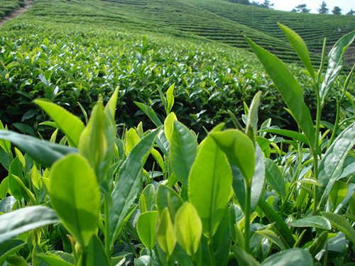 烘青绿茶的香味不及炒青绿茶浓郁