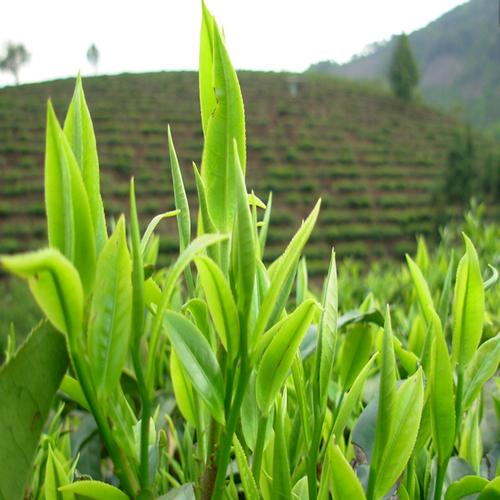 烘青绿茶主要作为窨制花茶的茶坯