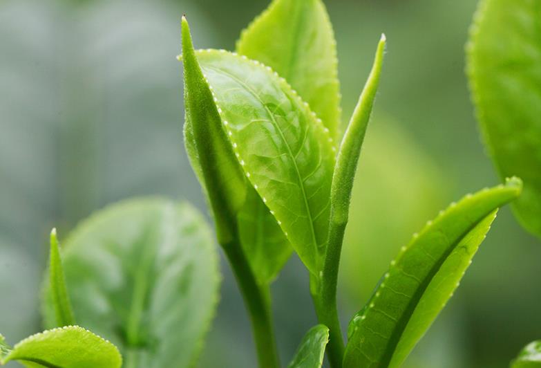 如何辨别茶叶的好坏的技术！