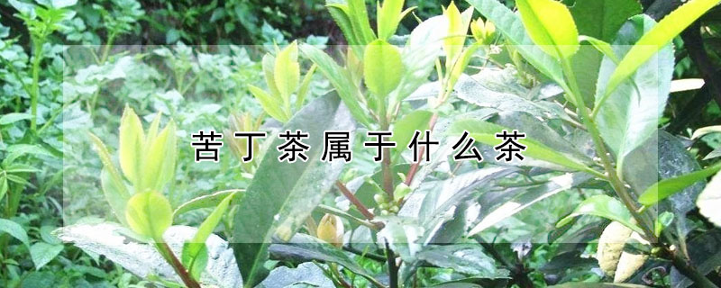 苦丁茶属于什么茶 