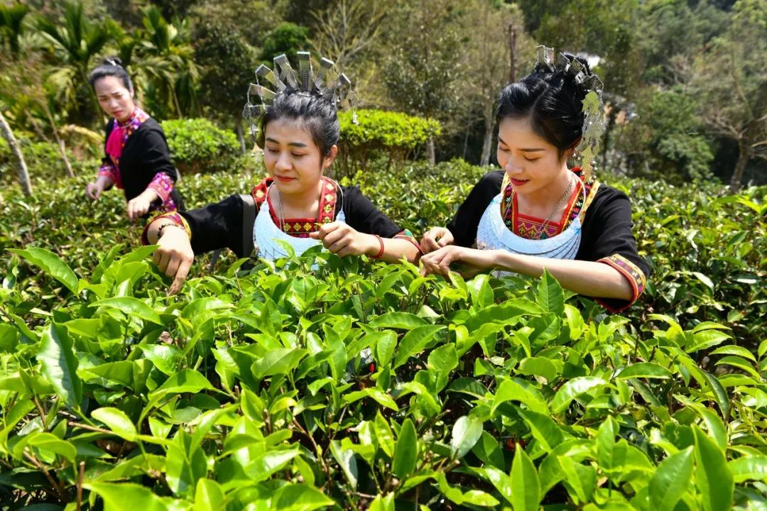 海南五指山市举办了  “海南大叶茶遗传资源多样性研究  和基因组辅助育种技术开发成果发布会”