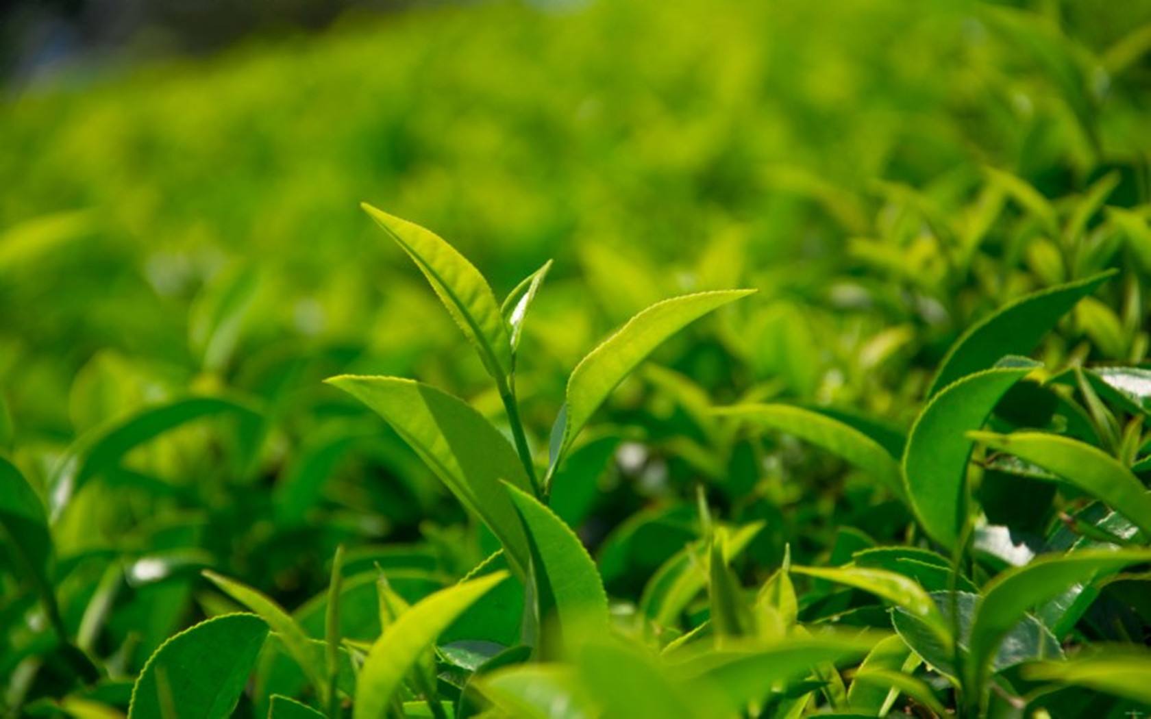 天山绿茶的功效和作用属于什么茶