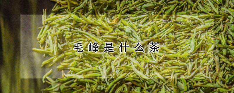 毛峰是属于什么茶