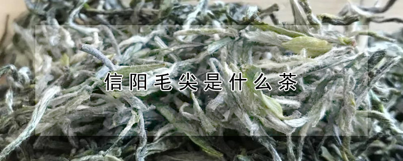 河南信阳毛尖是什么茶